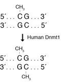 人 DNA（胞嘧啶-5）甲基转移酶（Dnmt1）--NEB酶试剂