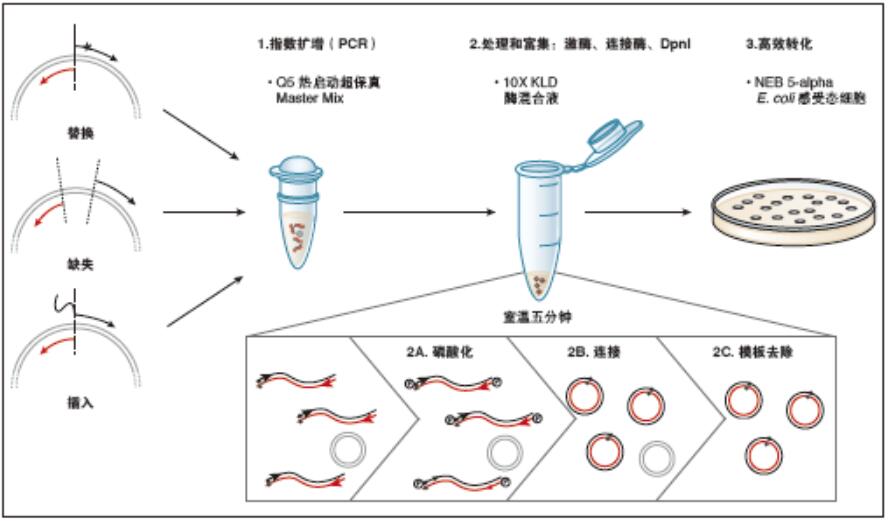 Q5®定点突变试剂盒--NEB酶试剂