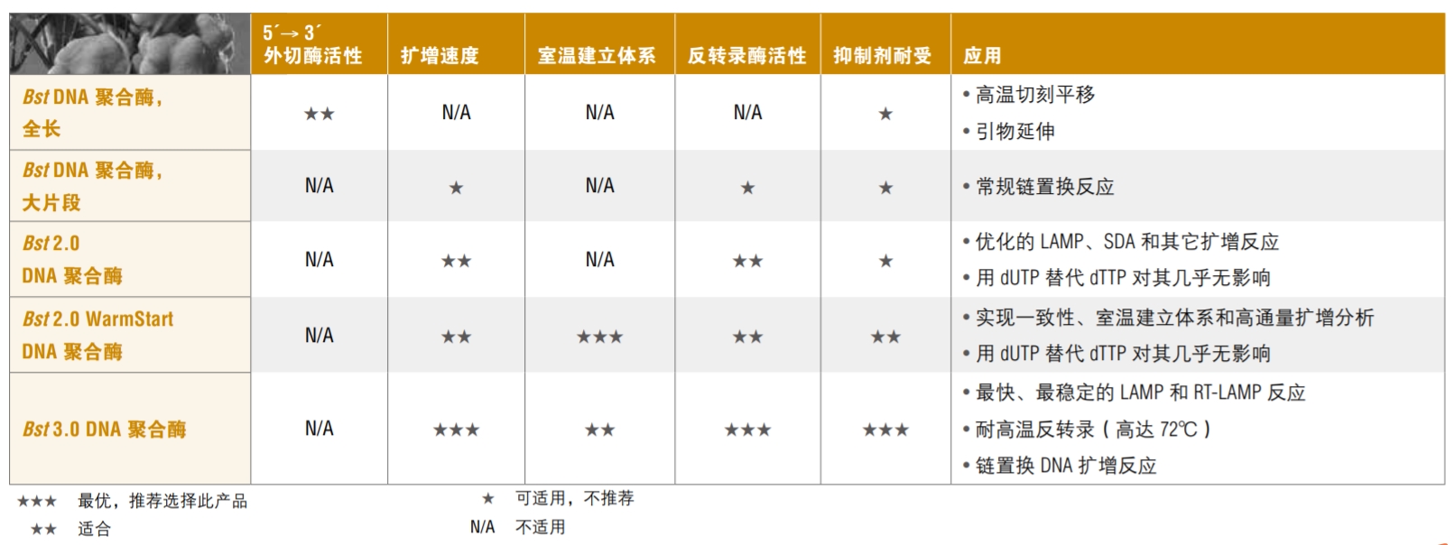 Bst DNA 聚合酶，大片段--NEB酶试剂