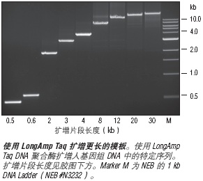 LongAmp® Taq DNA 聚合酶--NEB酶试剂