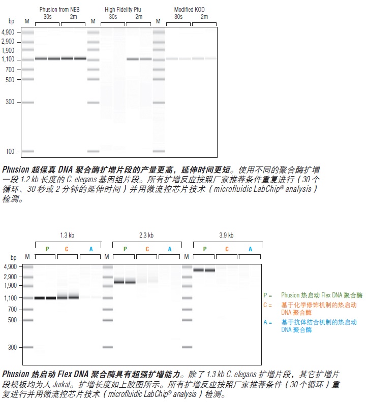 Phusion® 超保真 DNA 聚合酶--NEB酶试剂