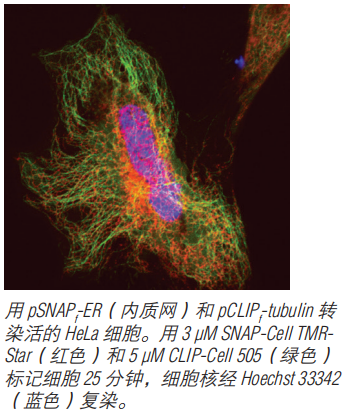 SNAP-Surface Alexa Fluor® 488--NEB酶试剂