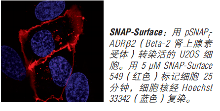 SNAP-Surface 启动试剂盒--NEB酶试剂