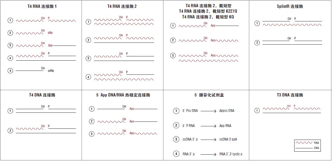 已报道的 T4 RNA 连接酶活性和应用--NEB酶试剂