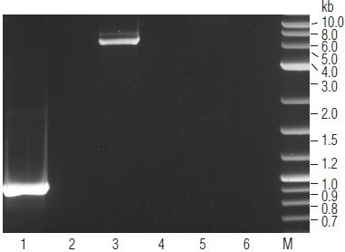 ProtoScript cDNA 第一链合成试剂盒--NEB酶试剂