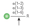 α1-2,3,6 甘露糖苷酶--NEB酶试剂