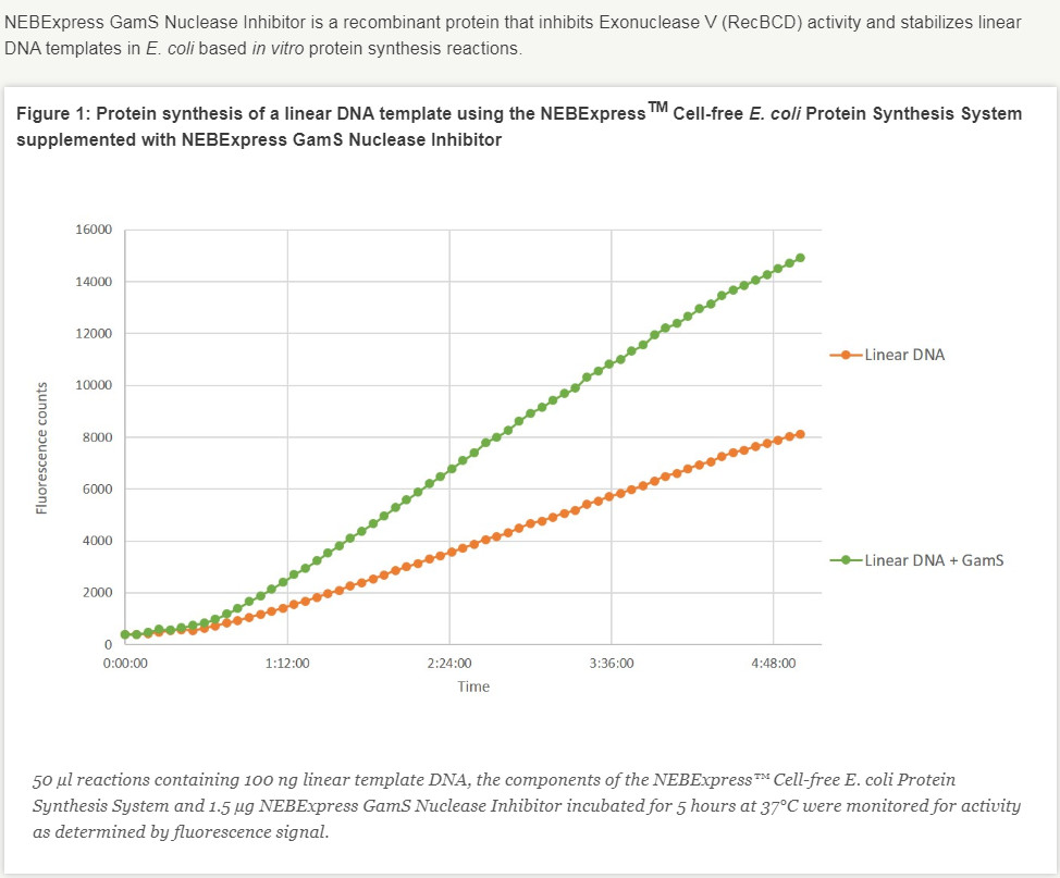 NEBExpress™GamS Nuclease Inhibitor--NEB酶试剂