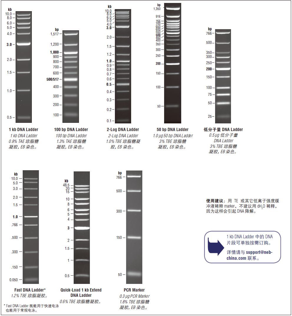 低分子量 DNA Ladder--NEB酶试剂