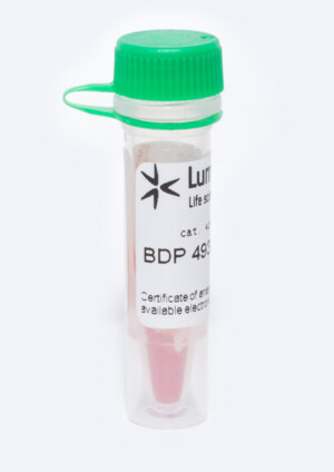 BDP 493/503 lipid stain