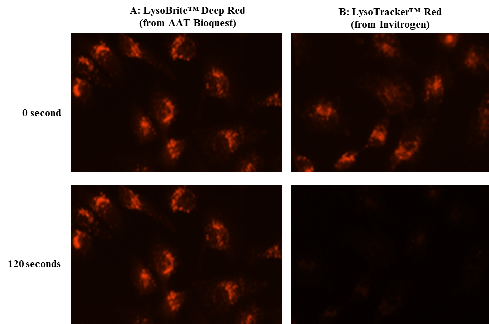 LysoBrite 溶酶体深红色荧光探针    货号22646