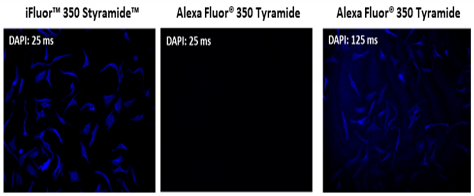 iFluor 350 Styramide超级信号放大成像试剂盒，含有山羊抗兔IgG    货号45200