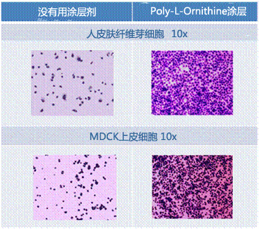 Poly-L-Ornithine 溶液