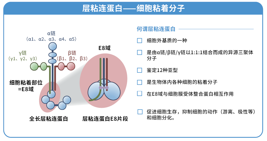 细胞培养基质 层粘连蛋白511                              iMatrix-511