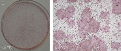 适用于灵长类 ES/iPS 细胞的玻璃化冻存液                              StemCell Keep