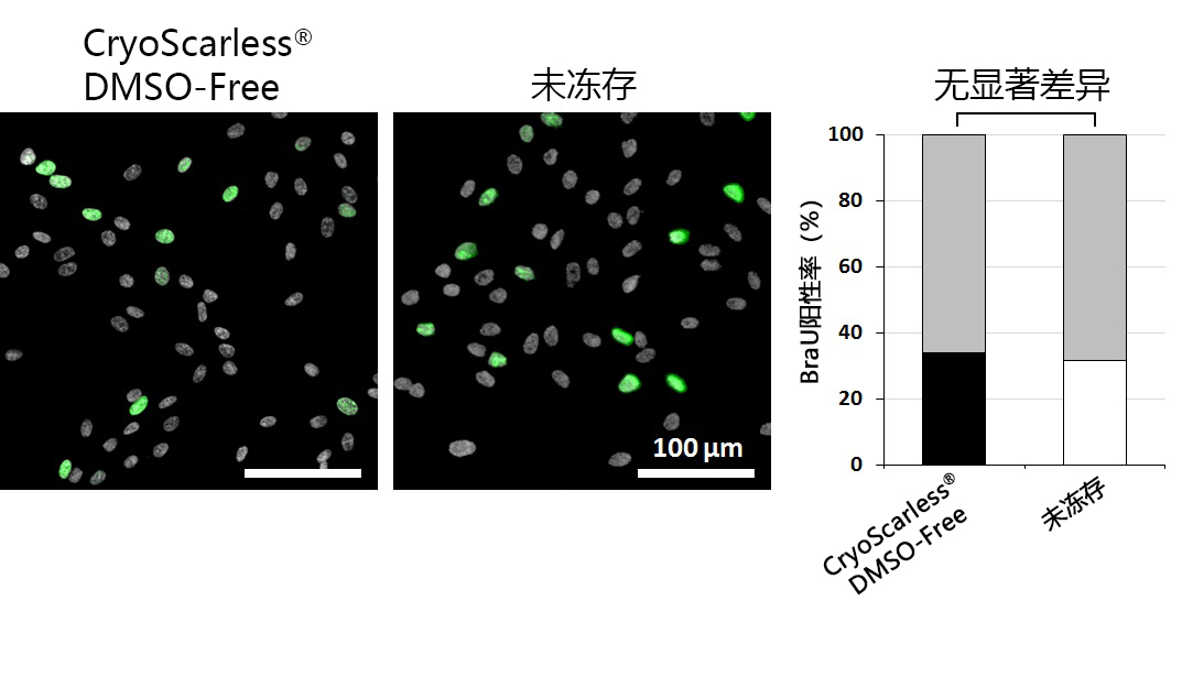 CryoScarless ® DMSO-Free                              高存活率细胞冻存液