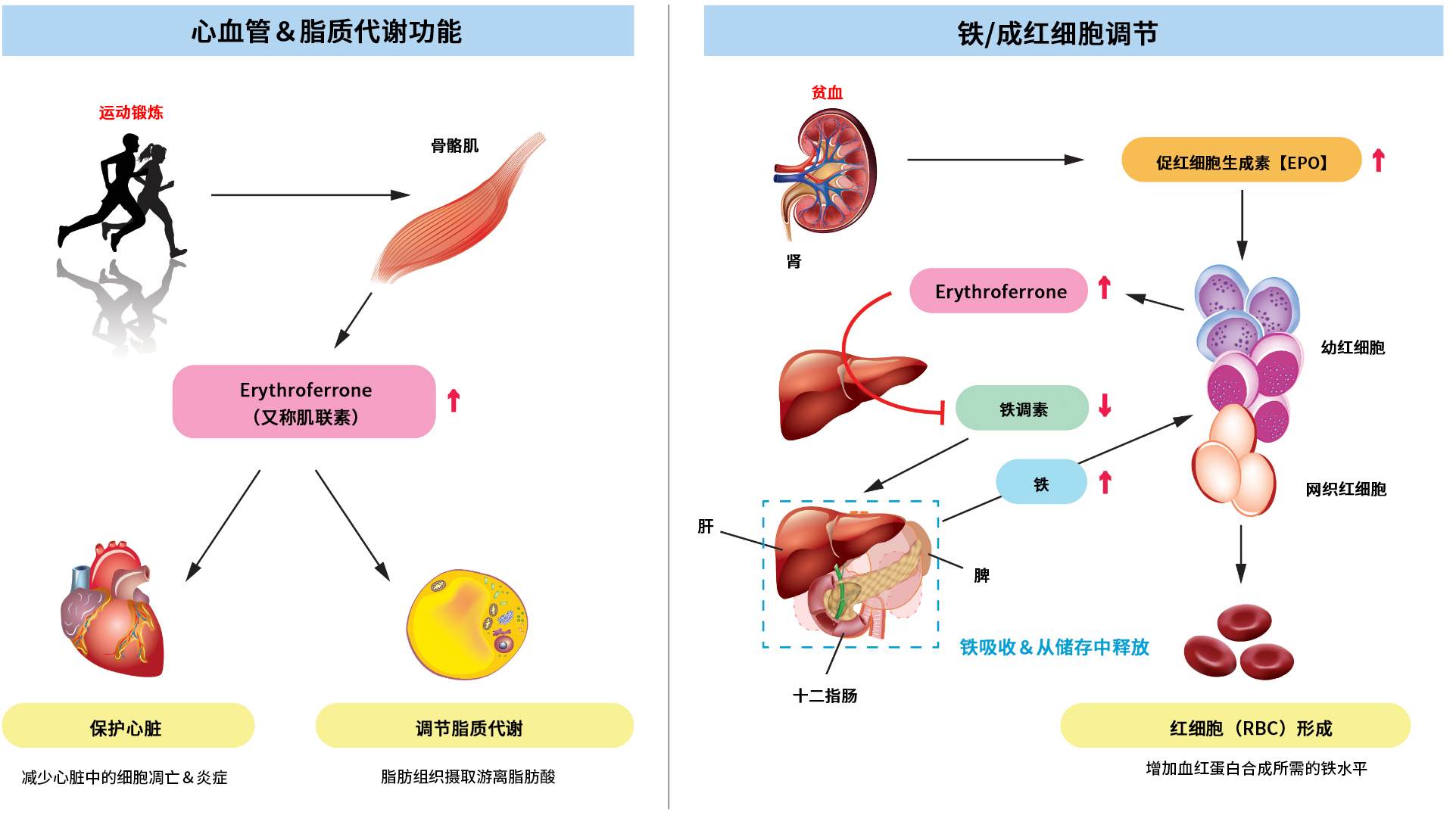 Erythroferrone（人）ELISA试剂盒                              市面上为数不多的特异性＆灵敏检测