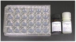 骨吸收检测试剂盒                              Bone Resorption Assay Kit