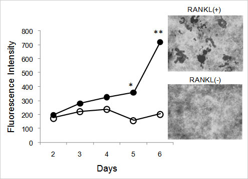 骨吸收检测试剂盒                              Bone Resorption Assay Kit