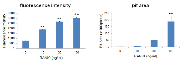 骨吸收检测试剂盒                              Bone Resorption Assay Kit