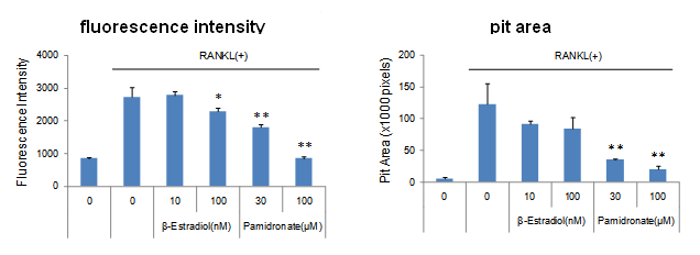 骨吸收检测试剂盒                              Bone Resorption Assay Kit