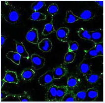 流感研究抗体 Anti Siaα2-3 单克隆抗体（HYB4）                              Anti Siaα2-3, Monoclonal Antibody (HYB4)