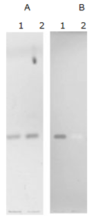 流感研究抗体 Anti Siaα2-3 单克隆抗体（HYB4）                              Anti Siaα2-3, Monoclonal Antibody (HYB4)