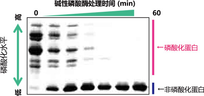 Phos-tag™ 丙烯酰胺                              Phos-tag™ Acrylamide