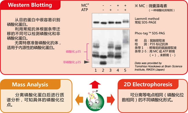 Phos-tag™ 丙烯酰胺                              Phos-tag™ Acrylamide