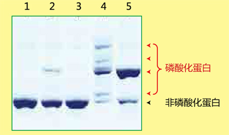 Phos-tag™ 丙烯酰胺                              Phos-tag™ Acrylamide