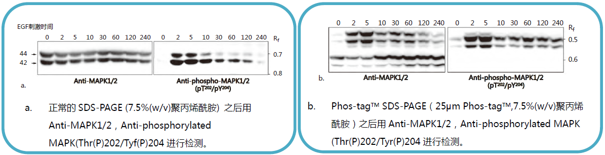 Phos-tag™ 丙烯酰胺                              Phos-tag™ Acrylamide