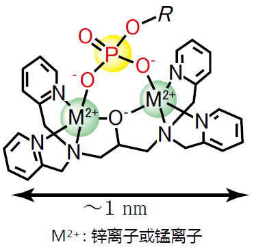 Phos-tag™ 丙烯酰胺                              Phos-tag™ Acrylamide