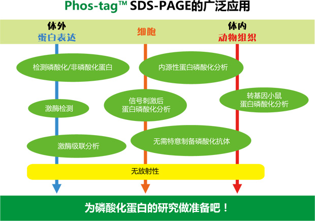 Phos-tag™ 丙烯酰胺                              Phos-tag™ Acrylamide