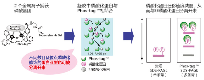 Phos-tag™ 质谱分析试剂盒                              Phos-tag™ Mass Analytical Kit