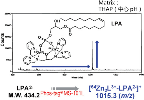 Phos-tag™ 质谱分析试剂盒                              Phos-tag™ Mass Analytical Kit