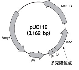 pUC119 DNA