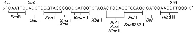 pUC18 DNA