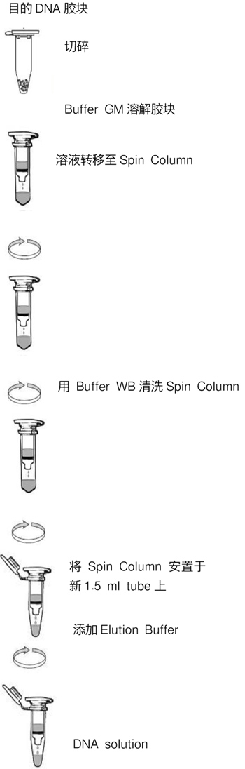 TaKaRa MiniBEST Agarose Gel DNA Extraction Kit Ver.4.0