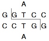 VpaK11B I (Ava II)