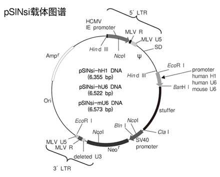 pSINsi vector series