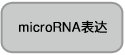 Small RNA Cloning Kit